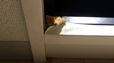 ベランダ掃き出し窓の膨張した窓枠の補修前の状態