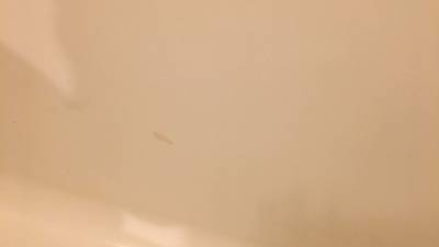 綺麗に補修された浴室浴槽