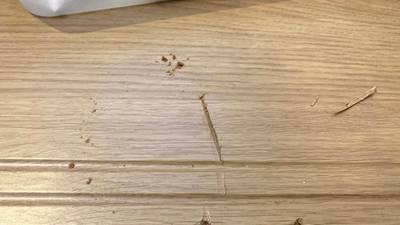 階段の踏板の段鼻付近に、鋭利なもので引っ掻いたような深い線傷があり、表面がめくれている状態