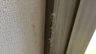 建具枠の表面が剥がれ下地が見えている傷の拡大